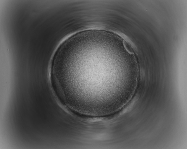 X0000099950846200805301235