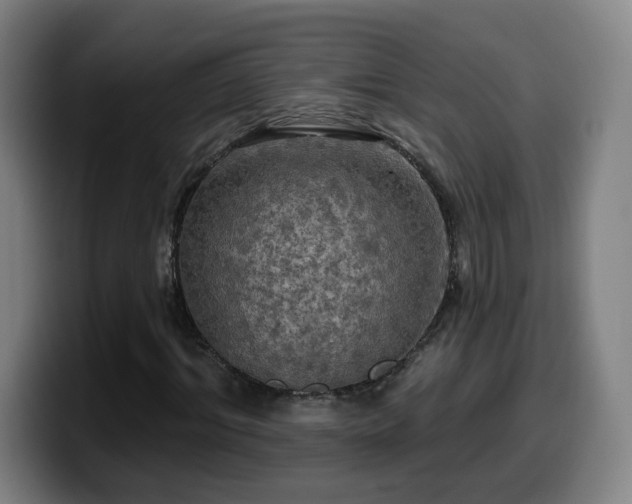 X0000099950964200805301233