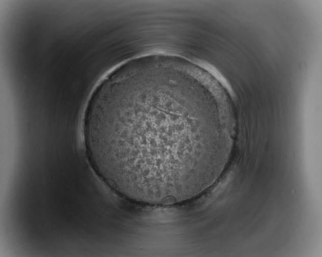 X0000099950972200805301233