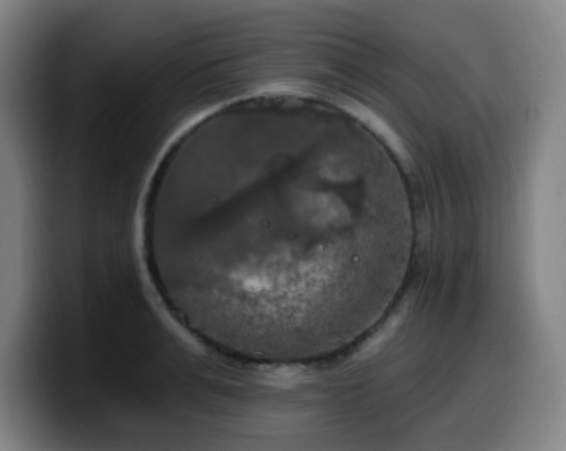 X0000099950991200805301233