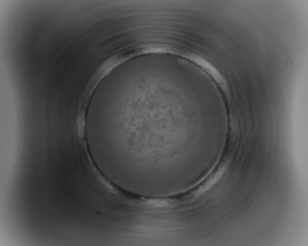 X0000099950993200805301233