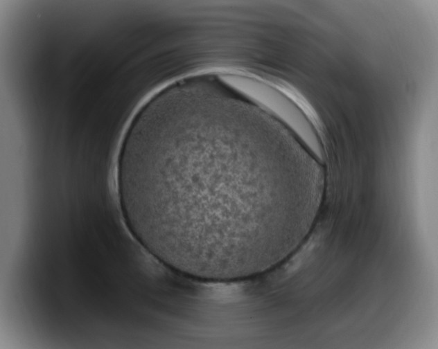 X0000099950996200805301233
