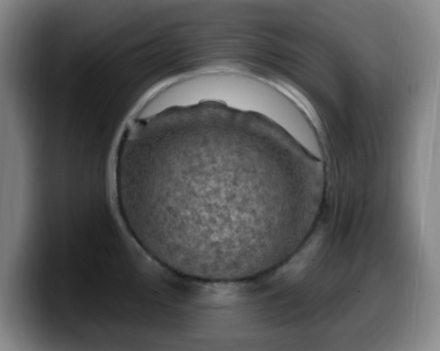 X0000099951000200805301233