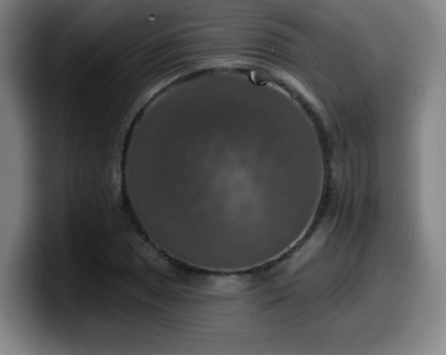 X0000099951025200805301232