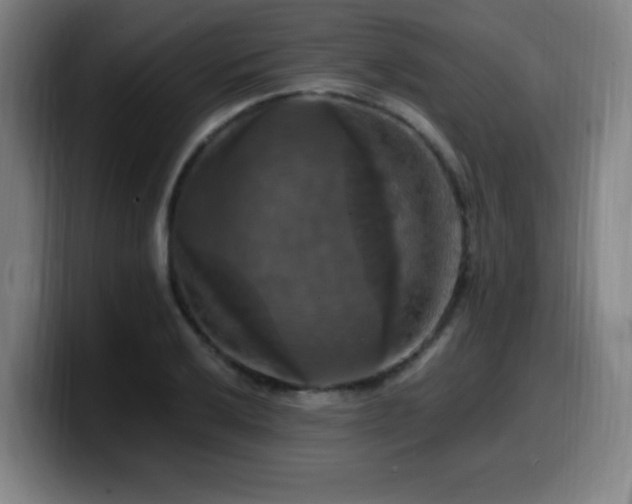 X0000099951032200805301232