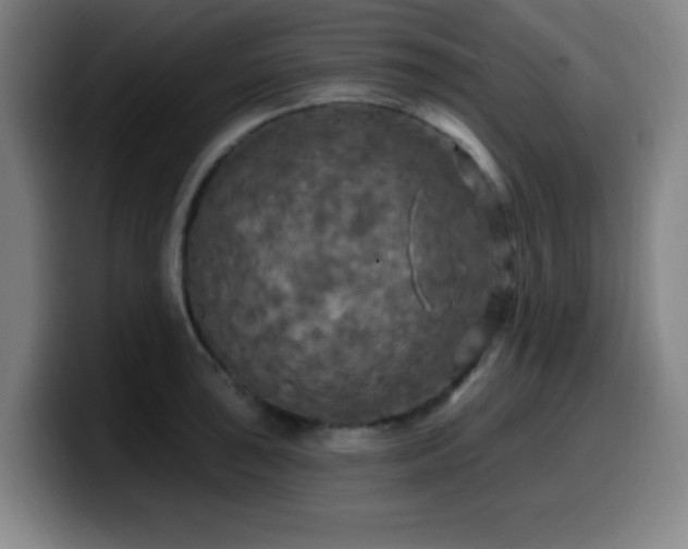 X0000099951043200805301232