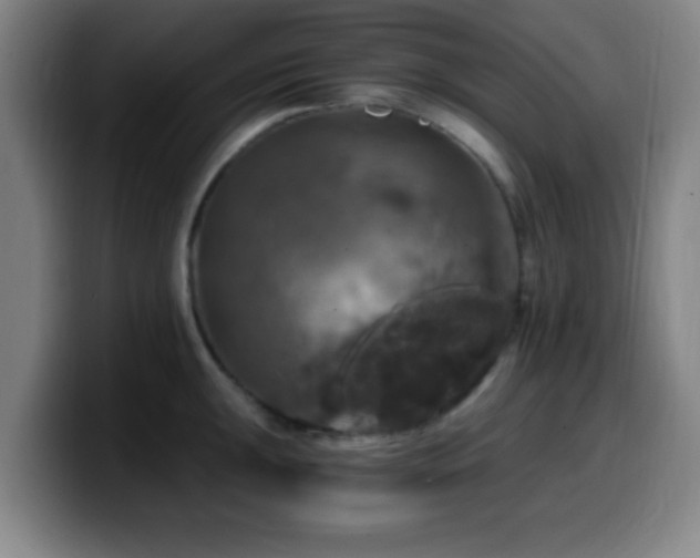 X0000099951047200805301233