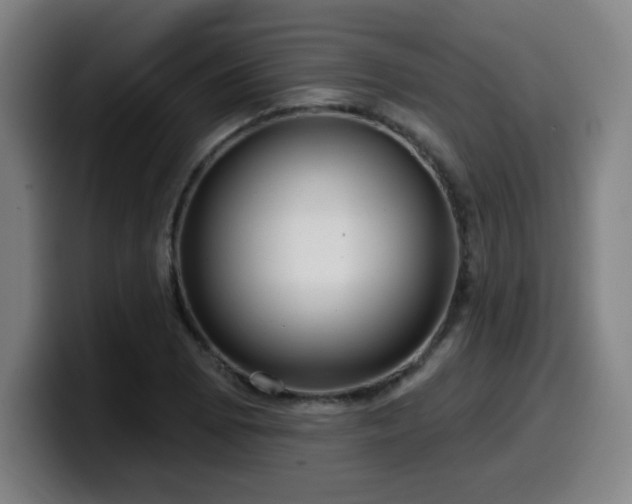 X0000099951073200805301232
