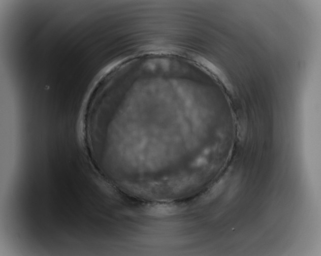 X0000099951074200805301232