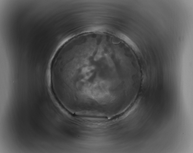 X0000099951079200805301232
