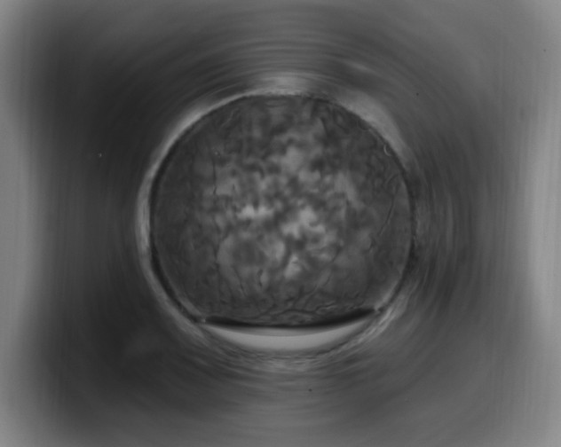 X0000099951083200805301232