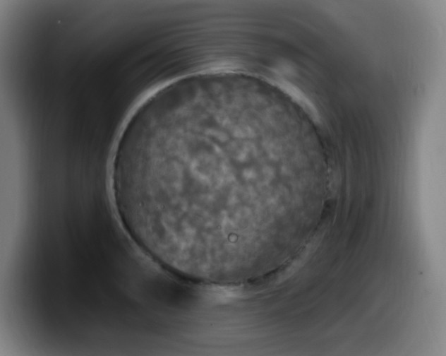 X0000099951086200805301232
