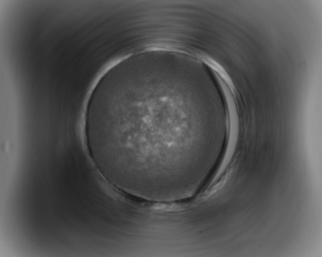 X0000099951146200805301231
