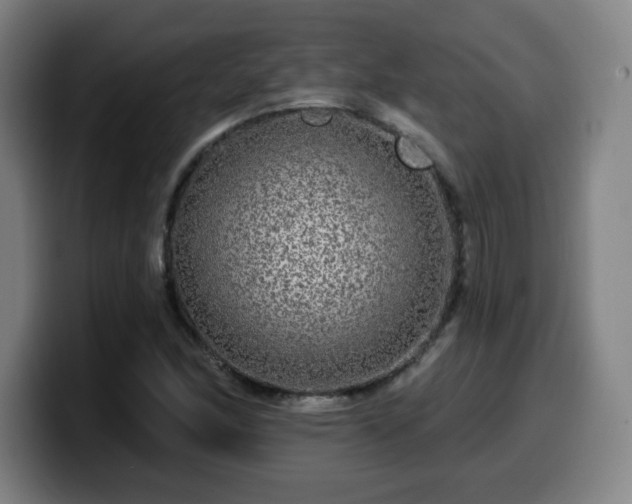 X0000099951166200805301231