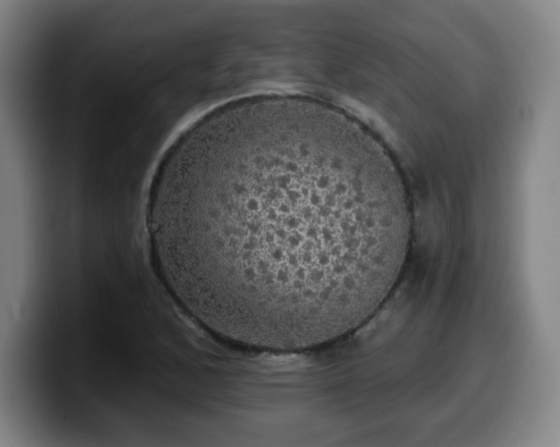 X0000099951168200805301231