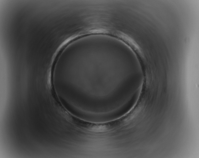 X0000099951174200805301231