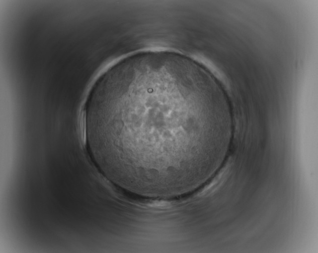 X0000099951175200805301231