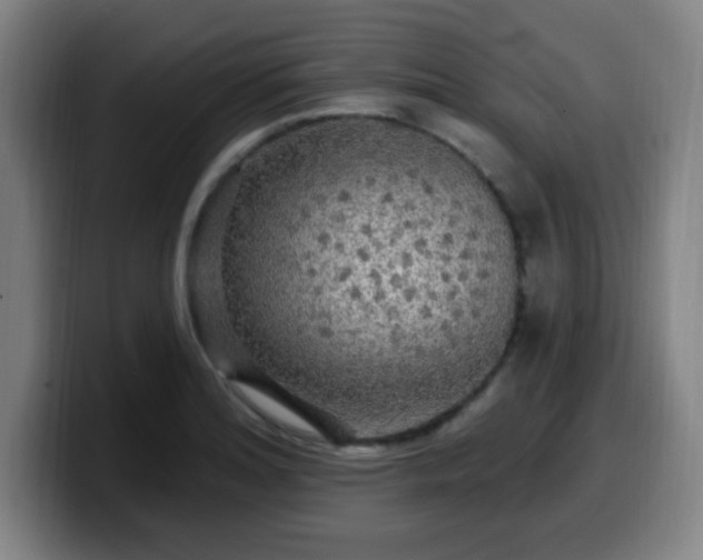 X0000099951180200805301231