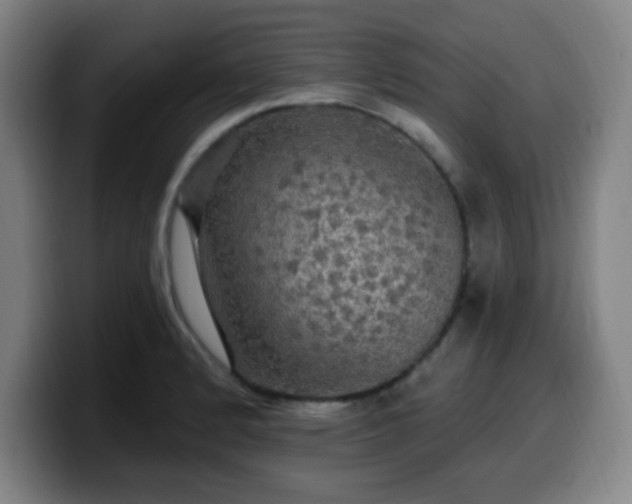 X0000099951184200805301230