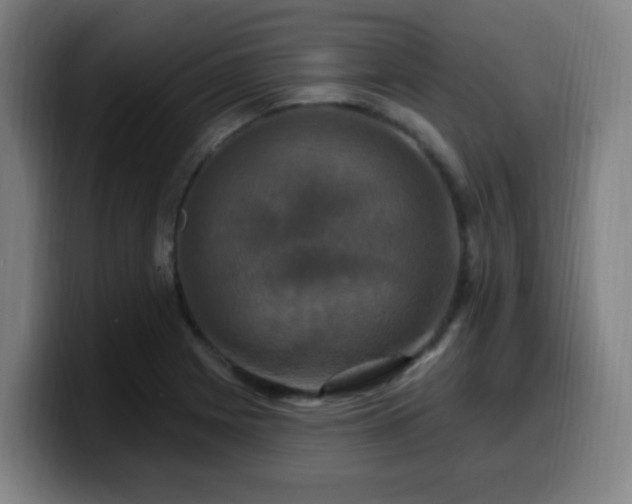 X0000099951225200805301230