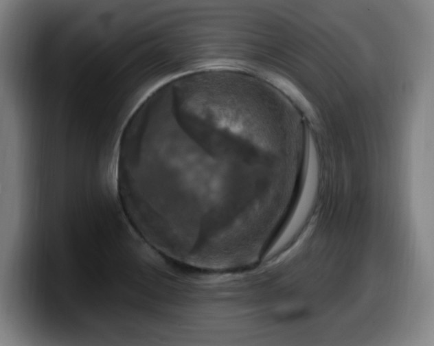 X0000099951228200805301230
