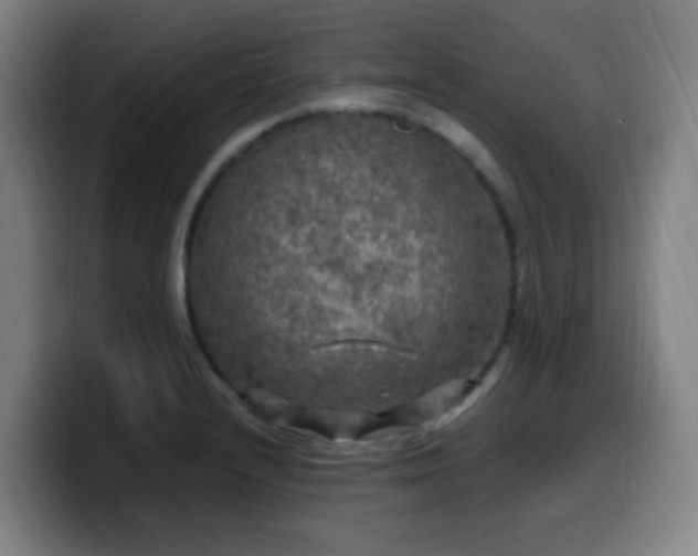 X0000099951232200805301230