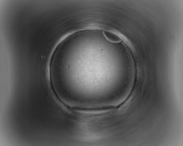 X0000099951238200805301230
