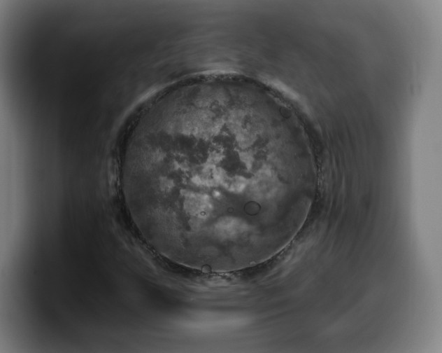 X0000099951255200805301230