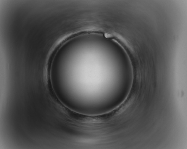 X0000099951270200805301229
