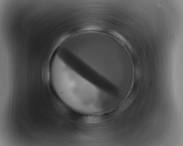 X0000099951274200805301229