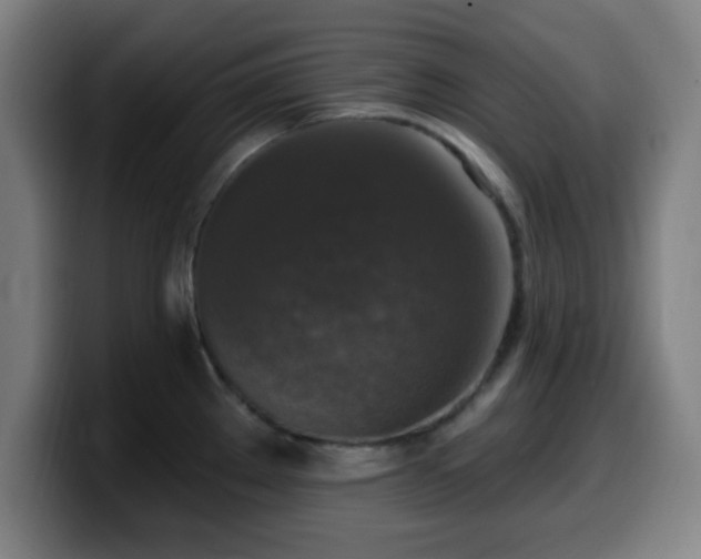 X0000099951289200805301229