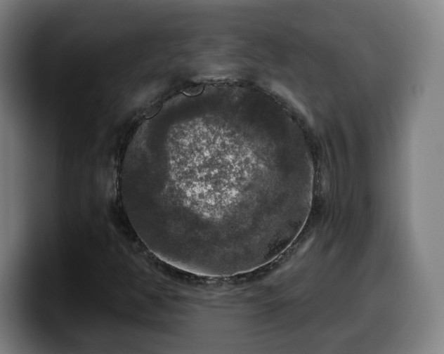 X0000099951350200805301228