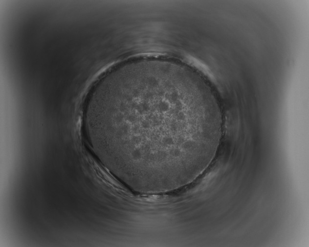 X0000099951352200805301228