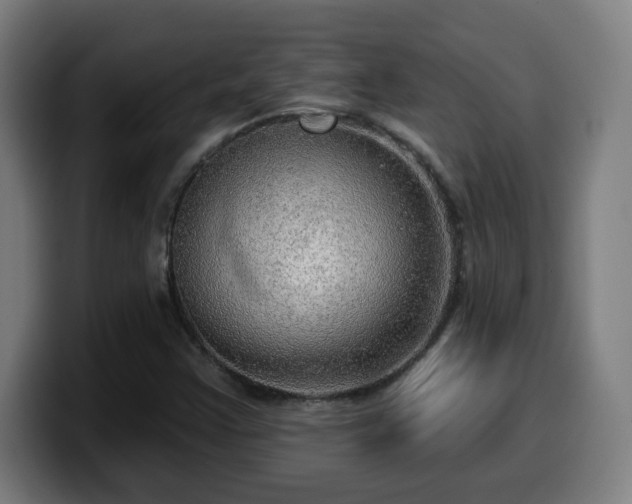 X0000099951355200805301228