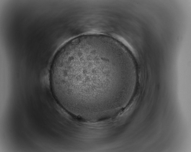 X0000099951356200805301228