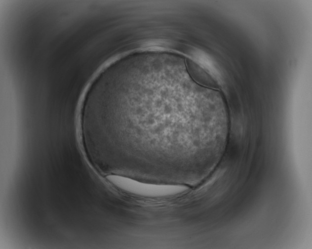 X0000099951384200805301228