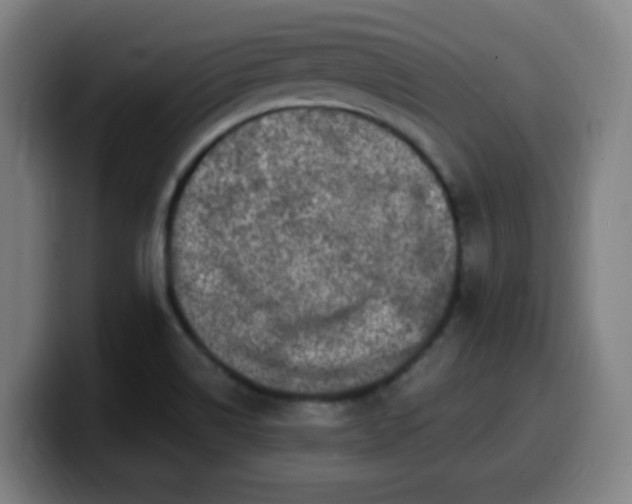 X0000099951514200805301226