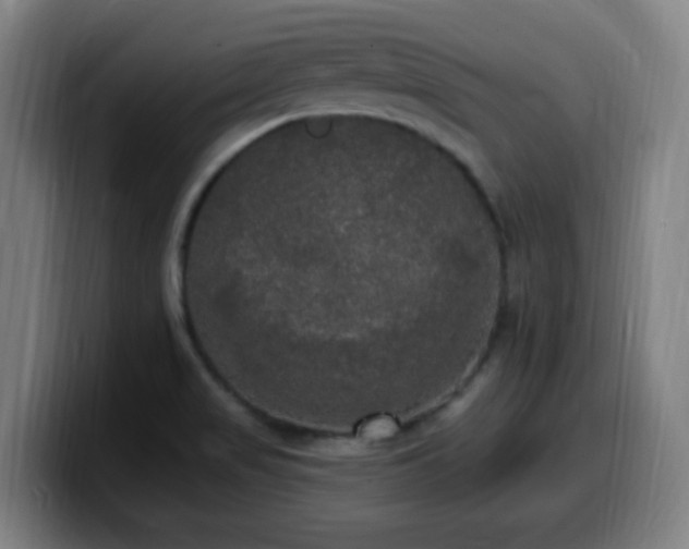 X0000099951517200805301226