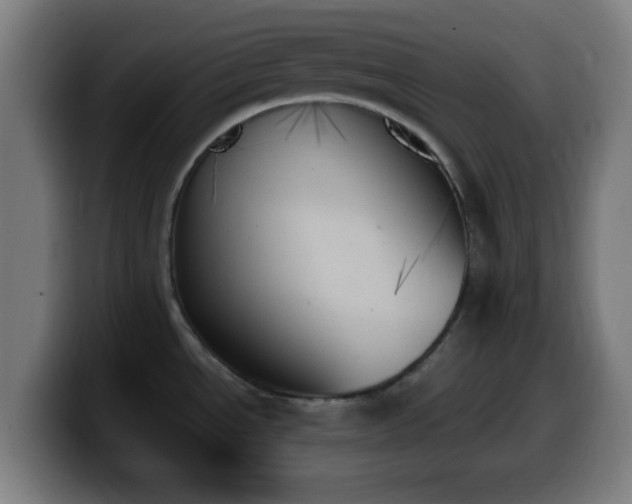 X0000099951534200805301227