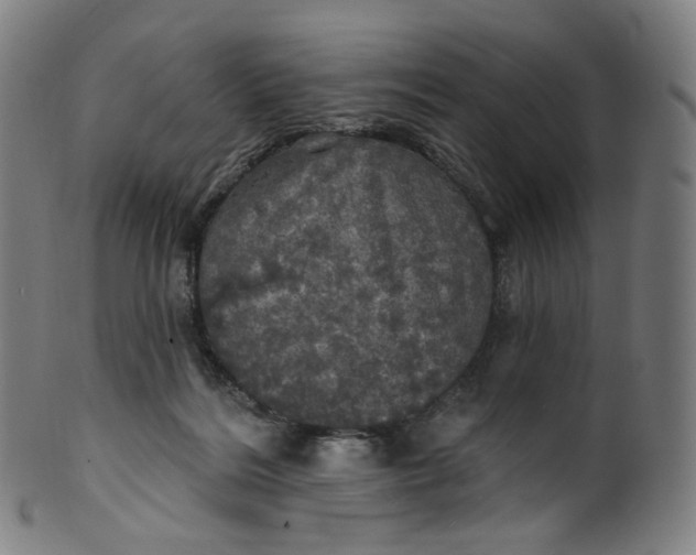 X0000099950220200806061550