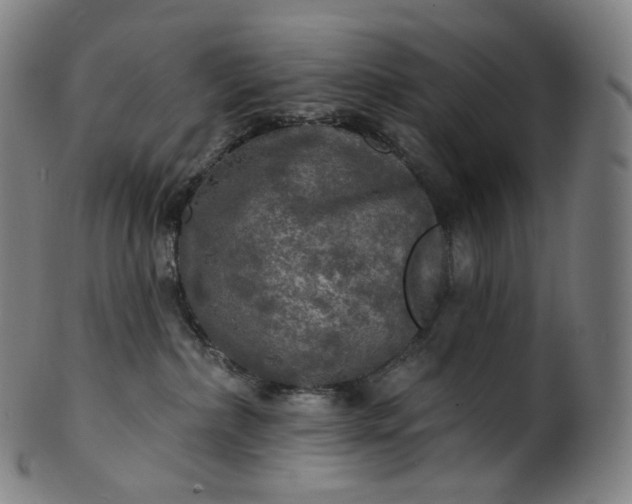 X0000099950236200806061550