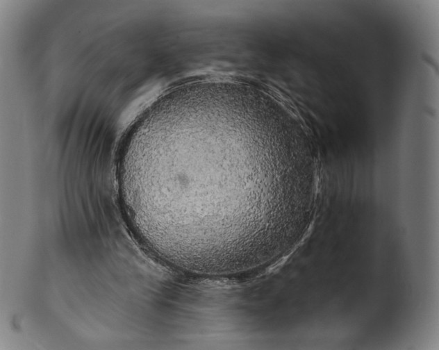 X0000099950245200806061549