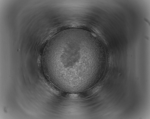 X0000099950265200806061549