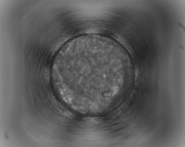 X0000099950297200806061549