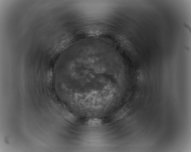 X0000099950369200806061548