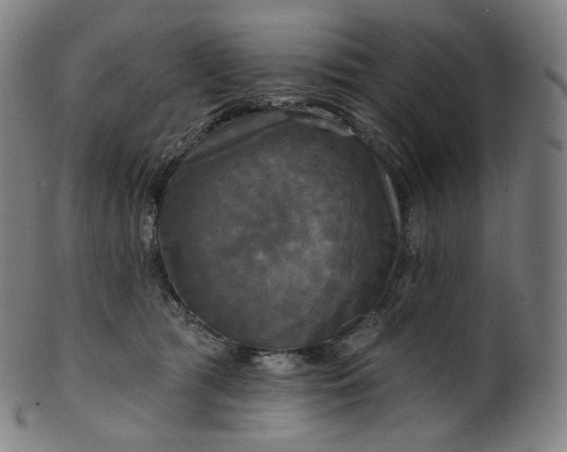 X0000099950417200806061546