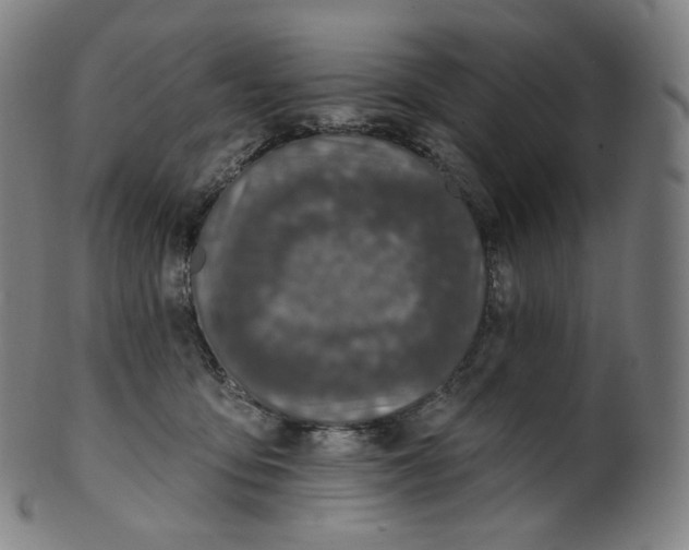 X0000099950419200806061546