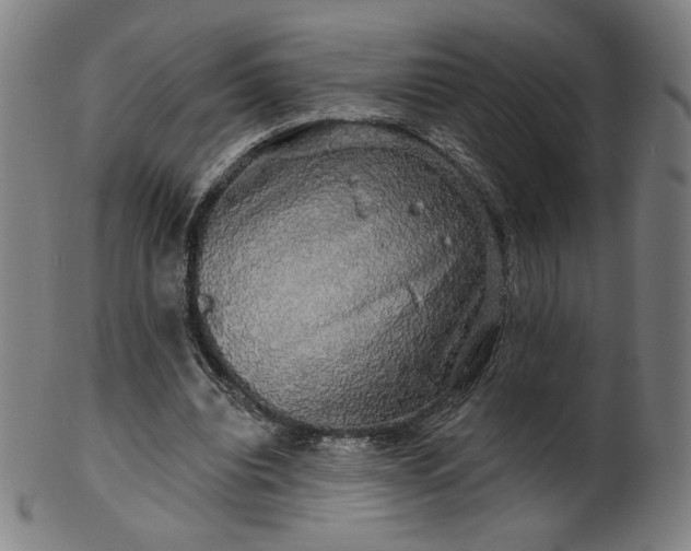 X0000099950440200806061546