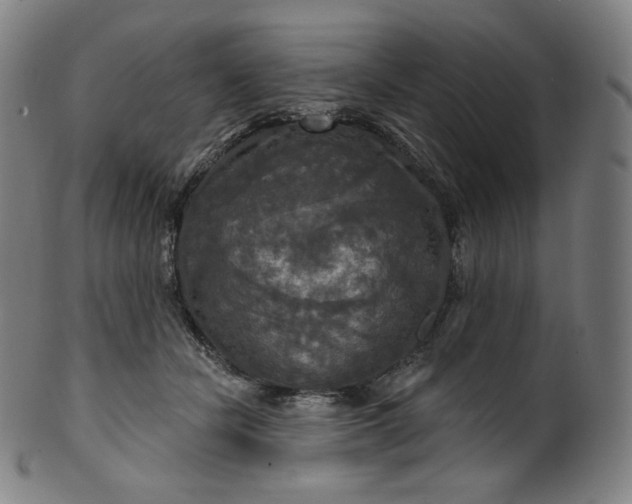 X0000099950462200806061546