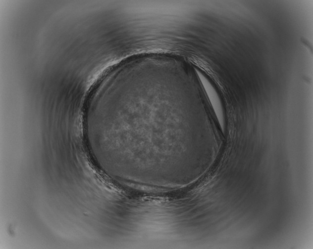 X0000099950676200806061543